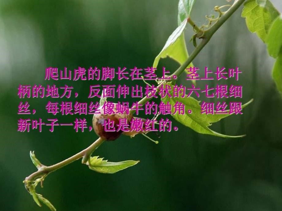 语文人教版四年级上册爬山虎的脚（第二课时）课件_第5页