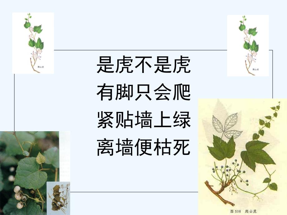 语文人教版四年级上册爬山虎的课件_第2页