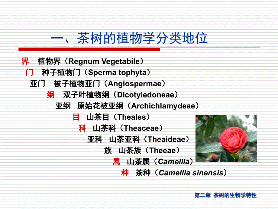 茶树的生物学特性课件_第4页