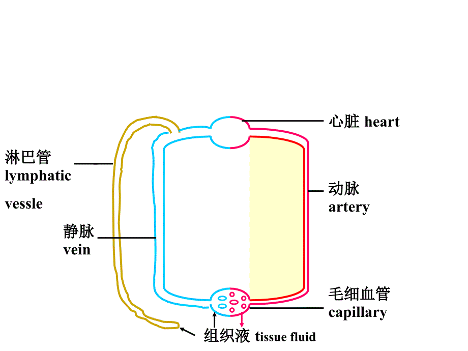 循环内分泌系统2013_第4页