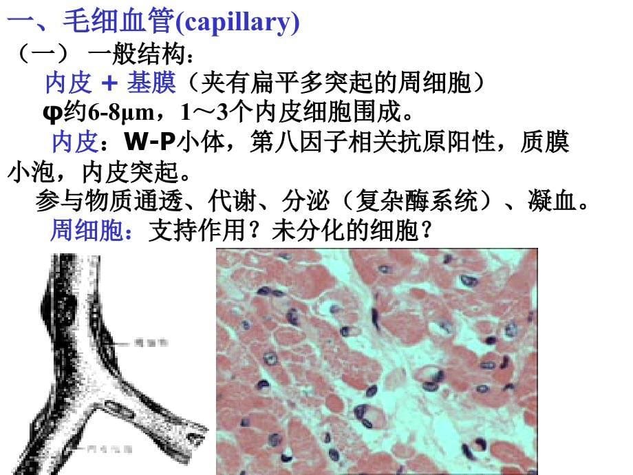 循环内分泌系统2013_第5页