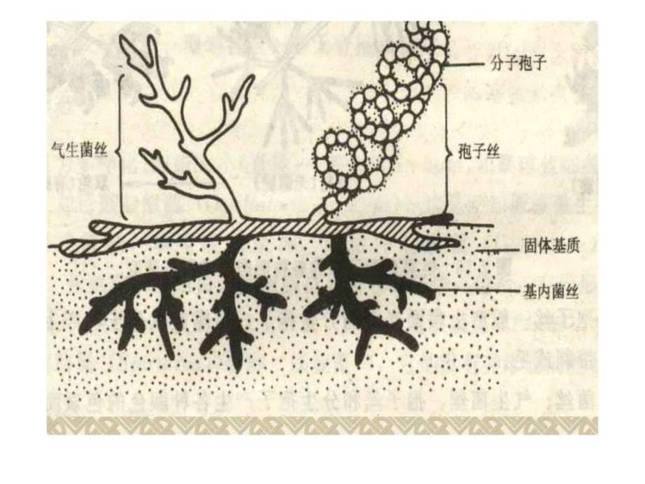 实验三 霉菌放线菌及土壤中微生物的分离纯化_第5页