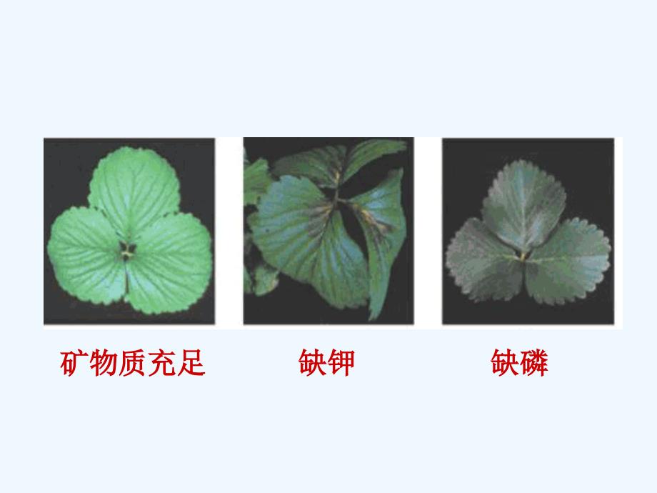 （教育精品）【课件】植物缺素的表现《细胞中的无机物》（生物人教必修1）_第2页