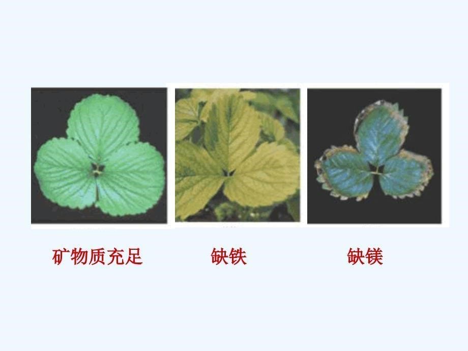 （教育精品）【课件】植物缺素的表现《细胞中的无机物》（生物人教必修1）_第5页