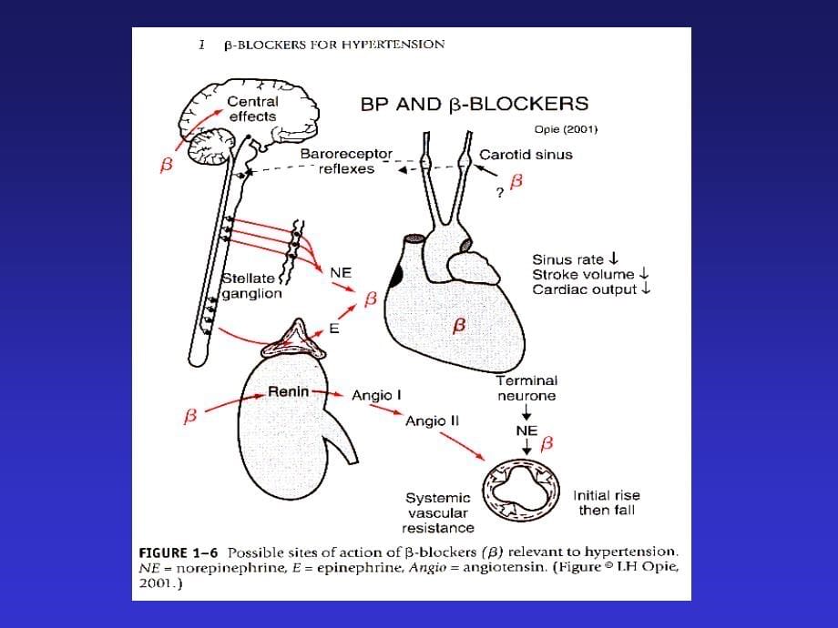 交感神经系统与b-受体阻断剂_第5页