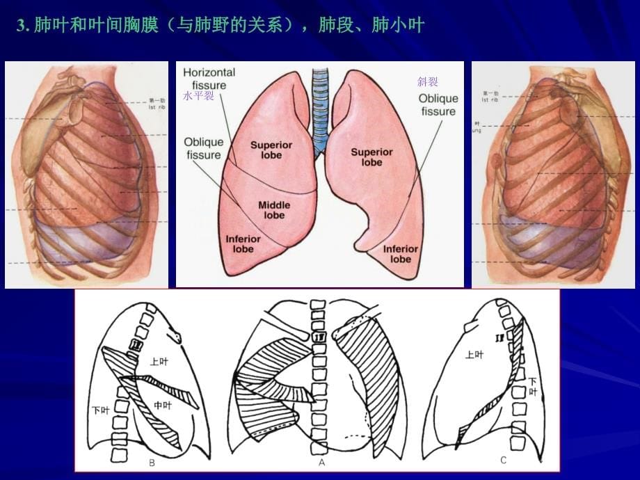 normal chest x-ray recognition of structures(学生讲课)_第5页