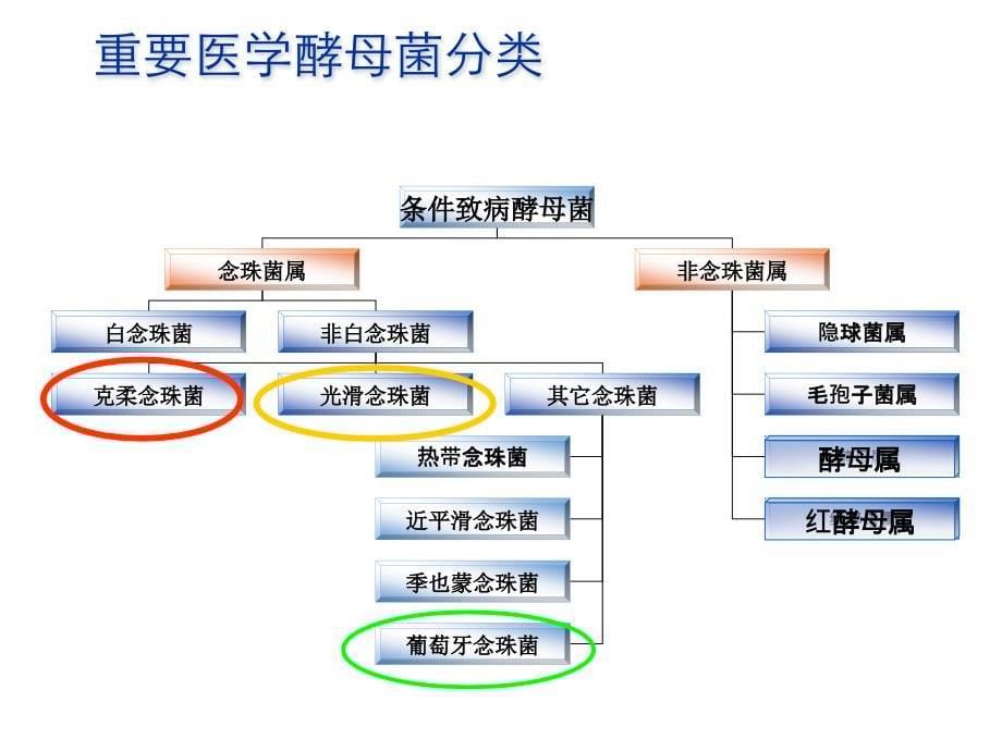 idsa2016年曲霉菌病诊治指南_第5页