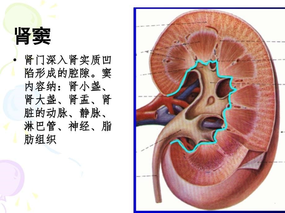 系统解剖学精品课件第四章 泌尿系统_第5页