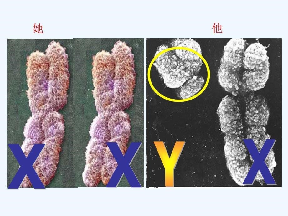 （精品教育）《第三节 人的性别决定》课件6_第5页