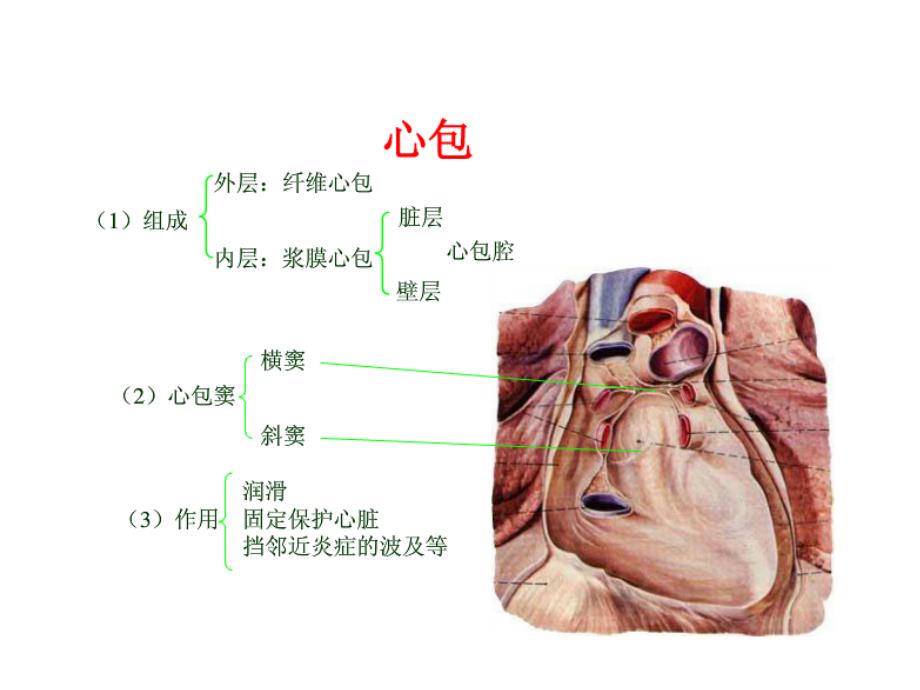 内科学课件 急性心包炎_第2页