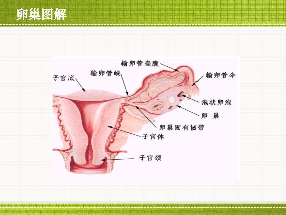 卵巢保养 讲师：陈彦佳_第3页