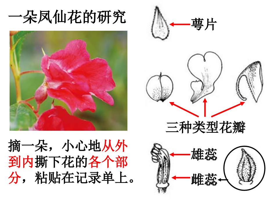 三年级下册科学课件-1.6开花了结果了 教科版_第4页