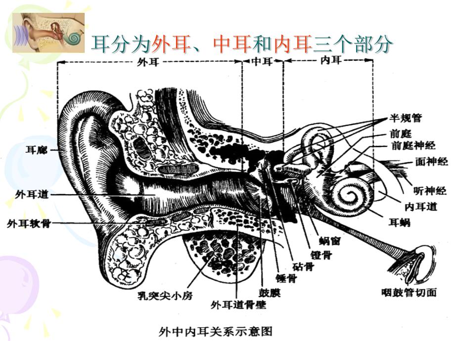 耳的结构与生理._第2页