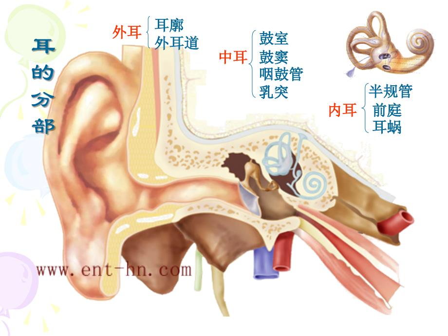 耳的结构与生理._第3页