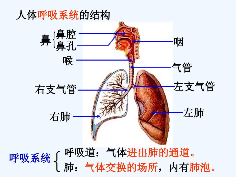 （精品教育）生物是怎样呼吸的_第3页