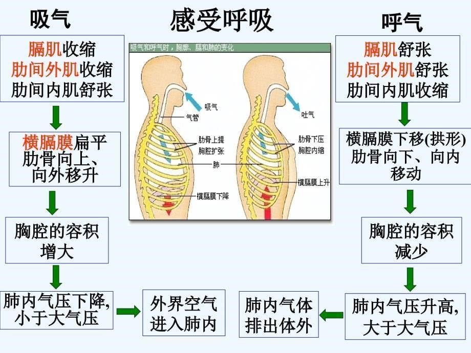 （精品教育）生物是怎样呼吸的_第5页