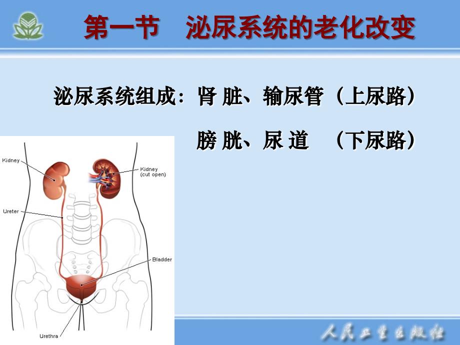 第九章-老年泌尿系统疾病护理_第3页