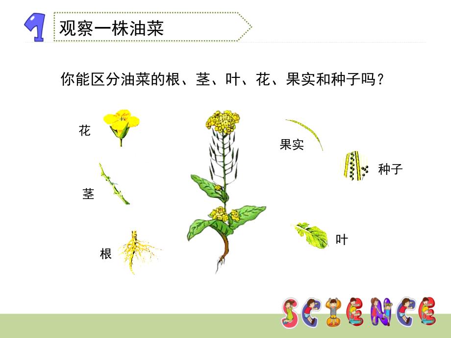 三年级下册科学课件 -《油菜花开了》教科版_第4页