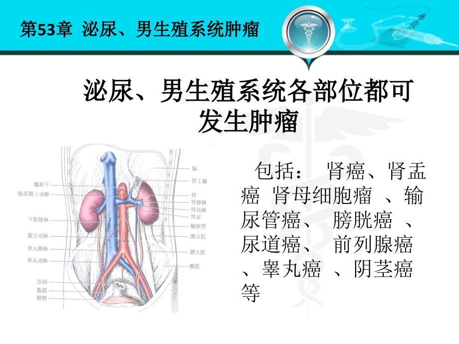 泌尿、男生殖系统肿瘤 (3)_第3页