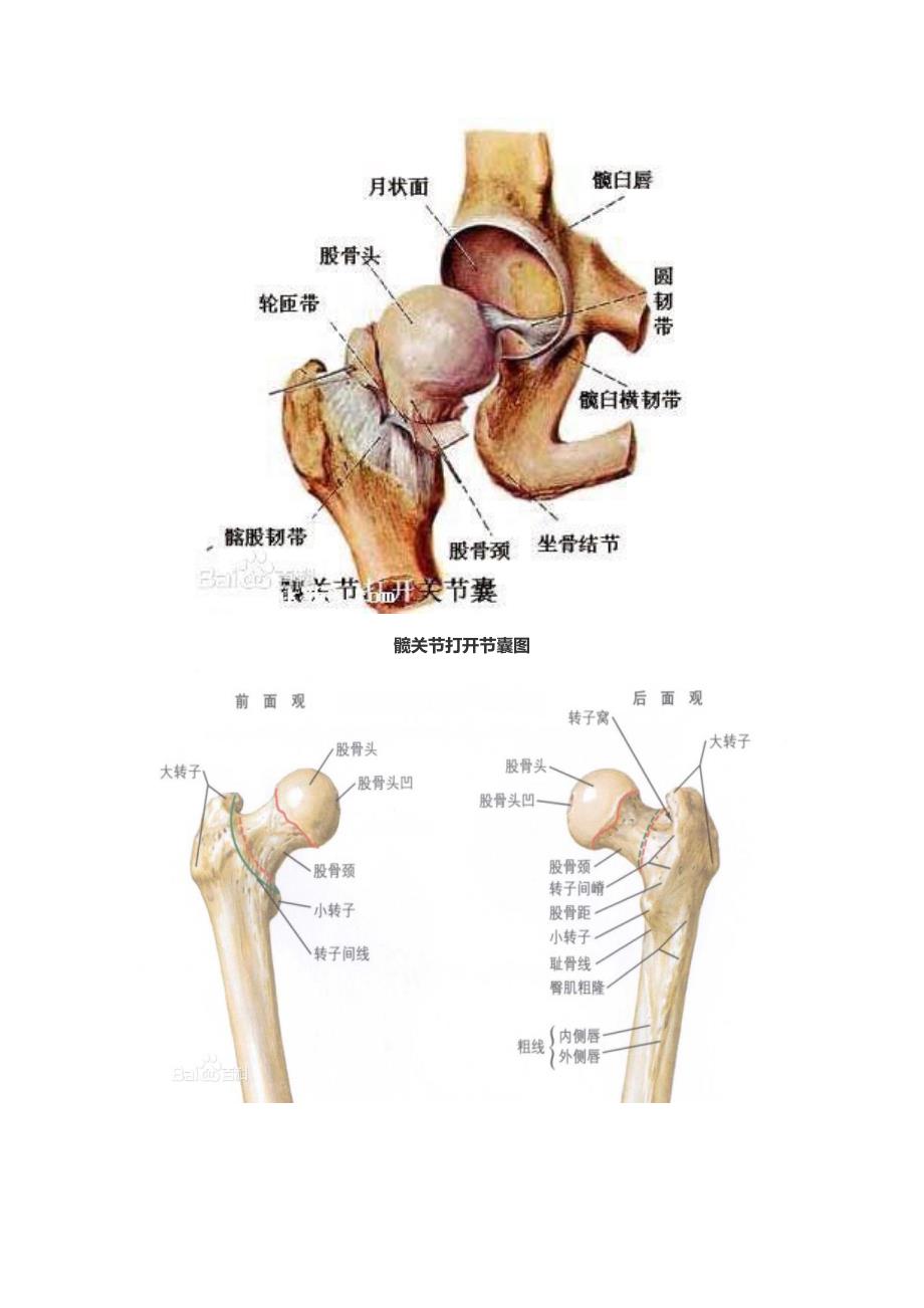 股骨头坏死相关知识集锦v20_第4页