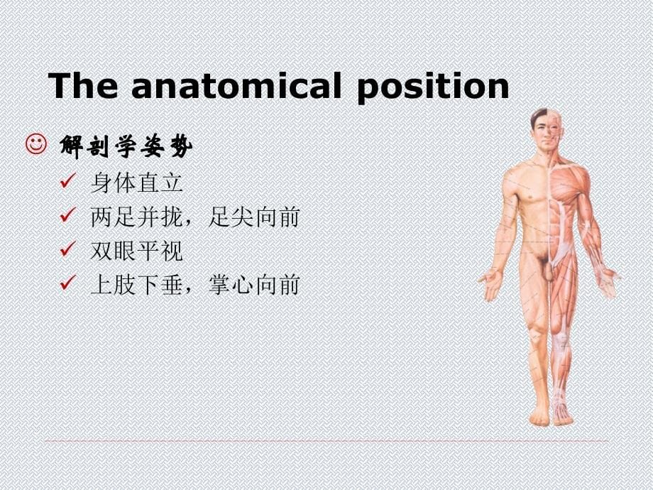 标准基础解剖学_第5页