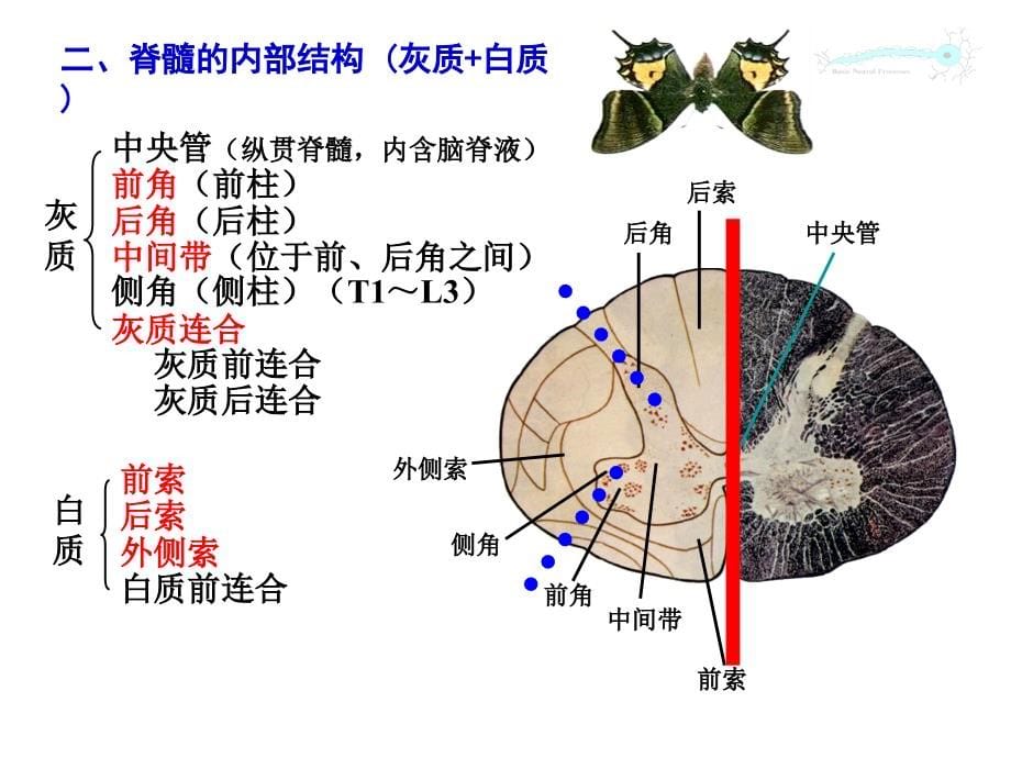 第十七章中枢神经系统、脊髓、脑干_第5页