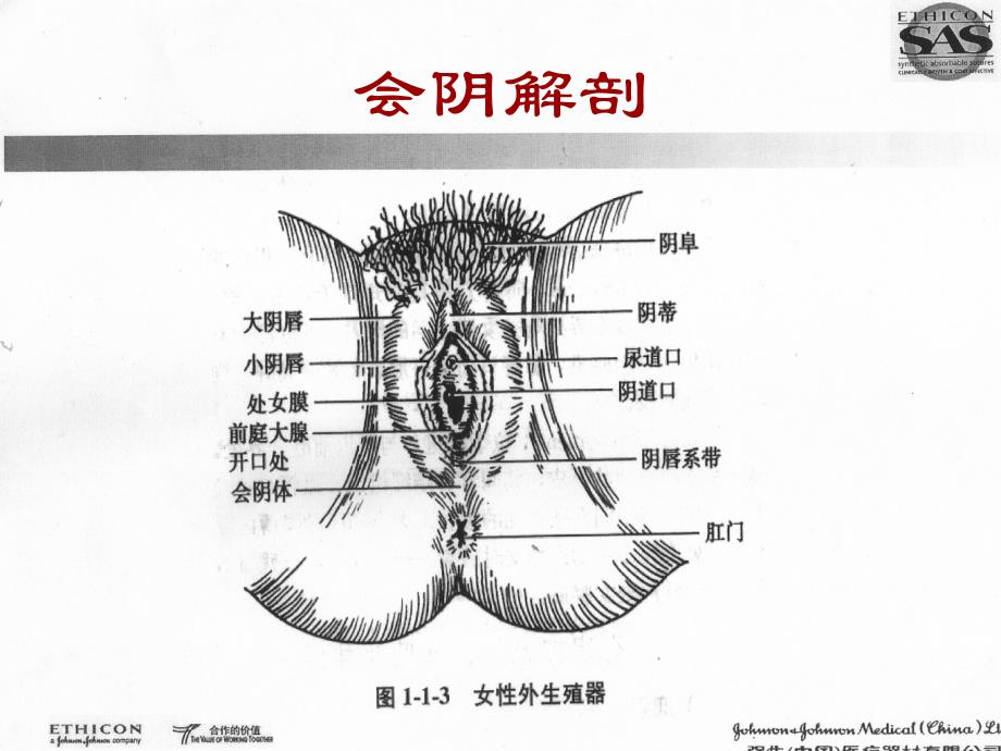 会阴切开缝合术obgy_第4页