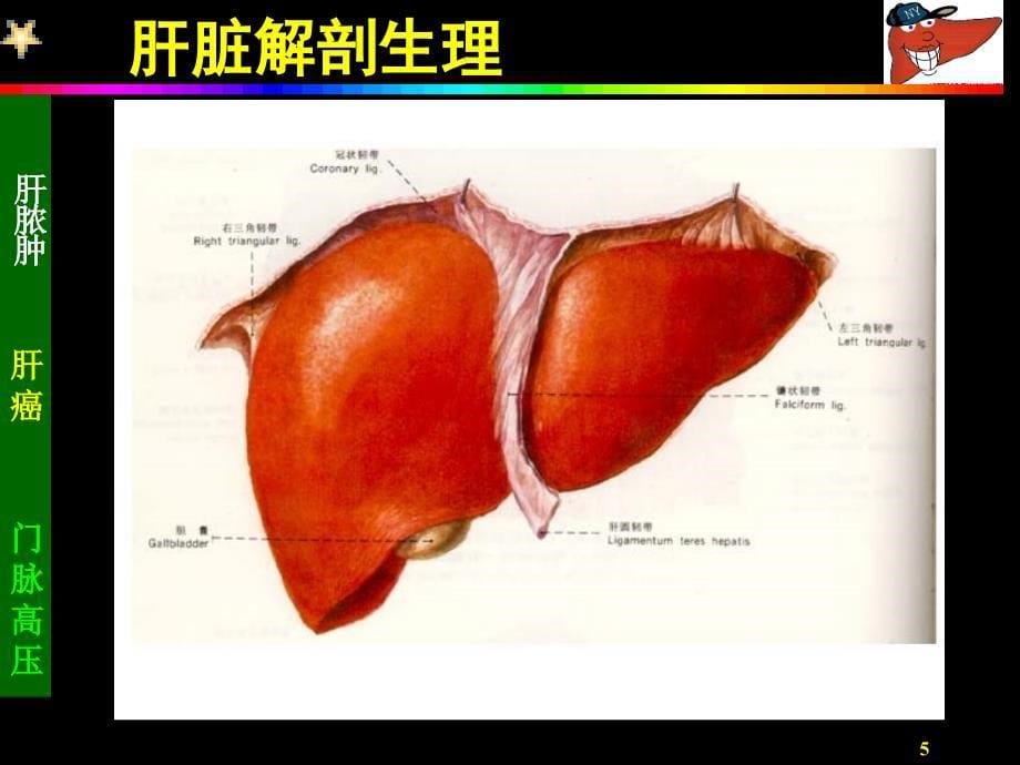 肝脏外科病理及分型_第5页