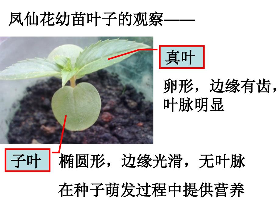 三年级下册科学课件-1.4种子变成了幼苗 教科版_第4页