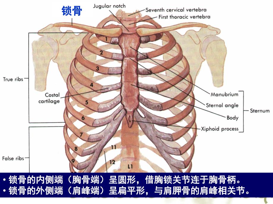 上肢骨及其连结._第4页