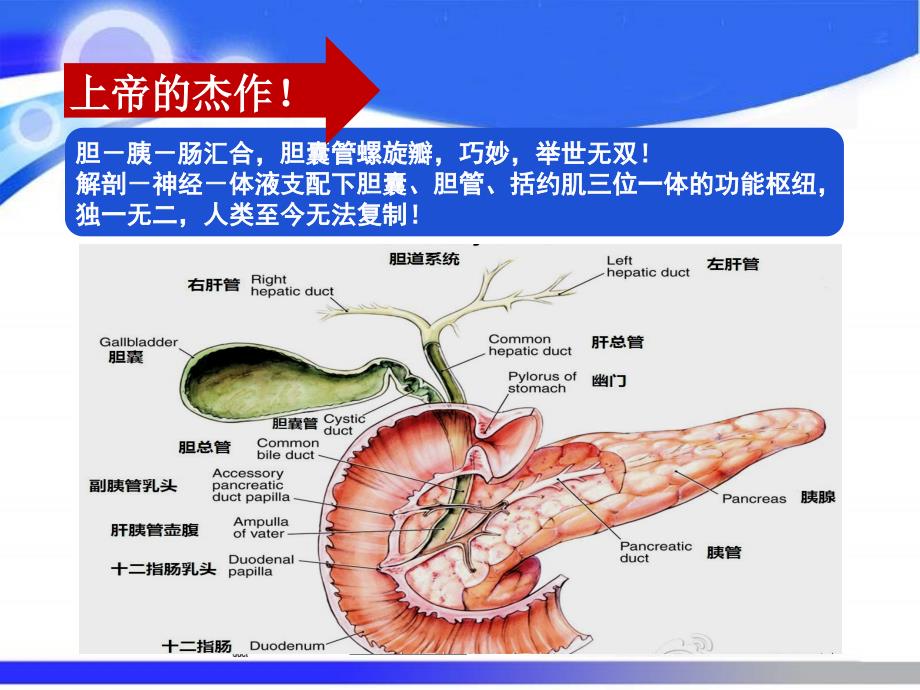 胆道镜介绍剖析._第3页