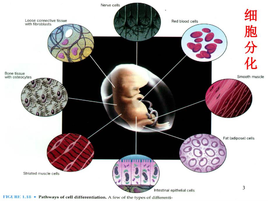 细胞生物学198-14-1胚胎发育、分化与调控_第3页