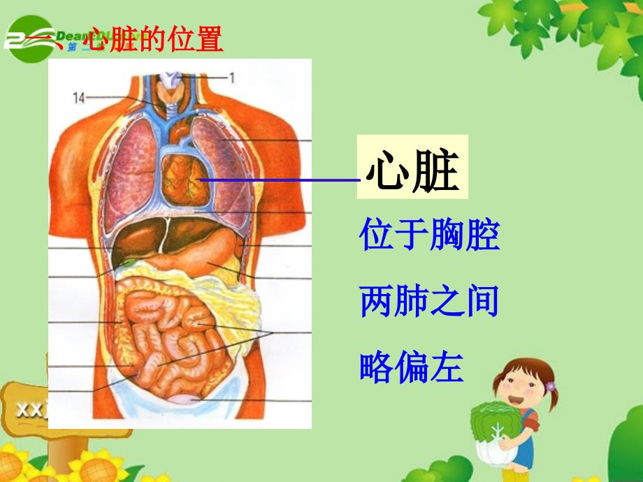 输送血液的泵-心脏2_第4页