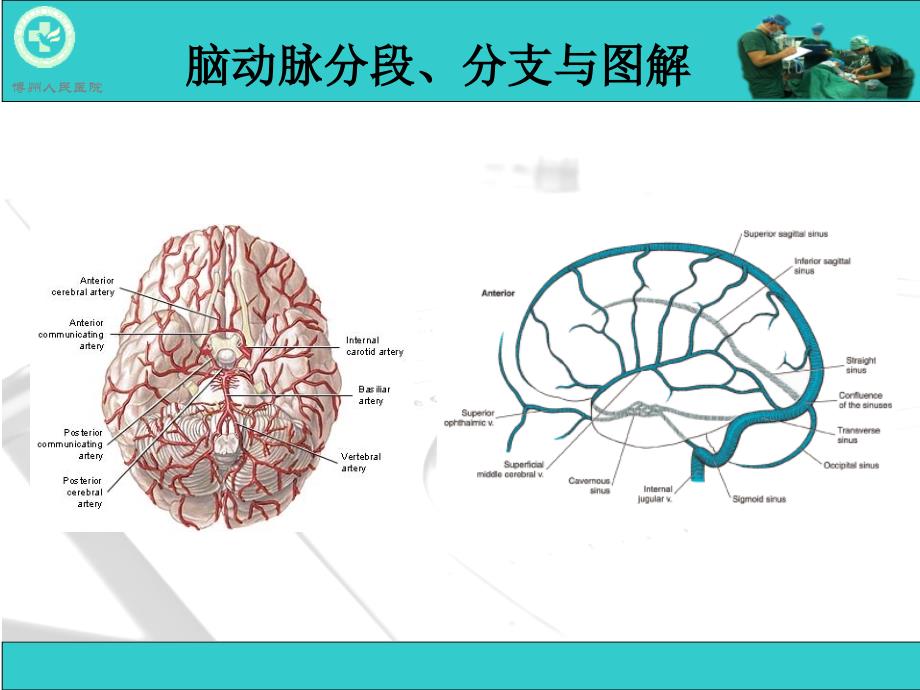 脑动脉解剖及ct重建_第2页