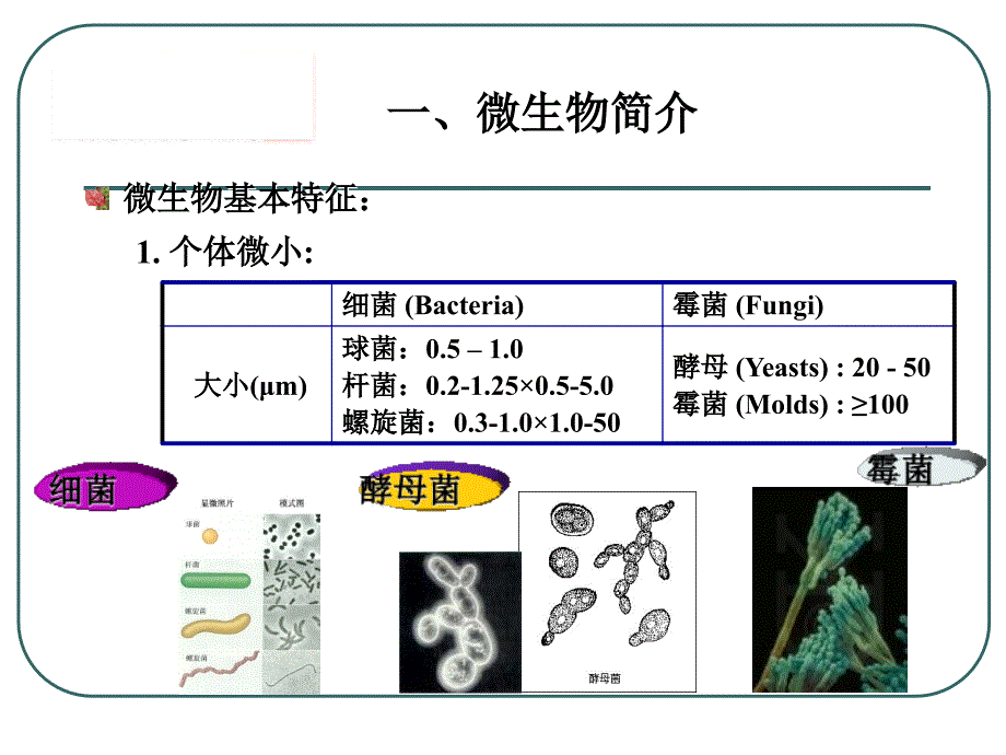 化妆品的微生物基础知识培训.._第4页