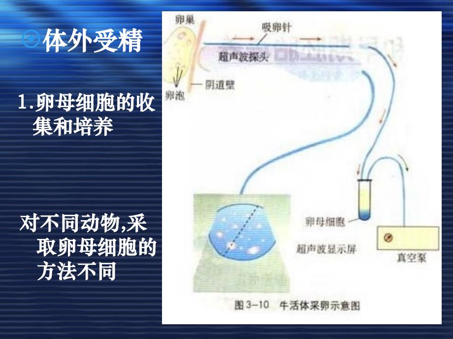 人教-选修3-胚胎工程-体外受精和早期胚胎培养1分析._第4页