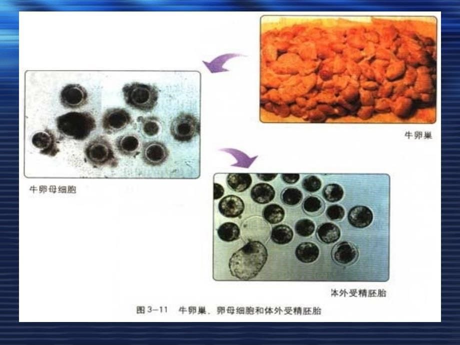 人教-选修3-胚胎工程-体外受精和早期胚胎培养1分析._第5页