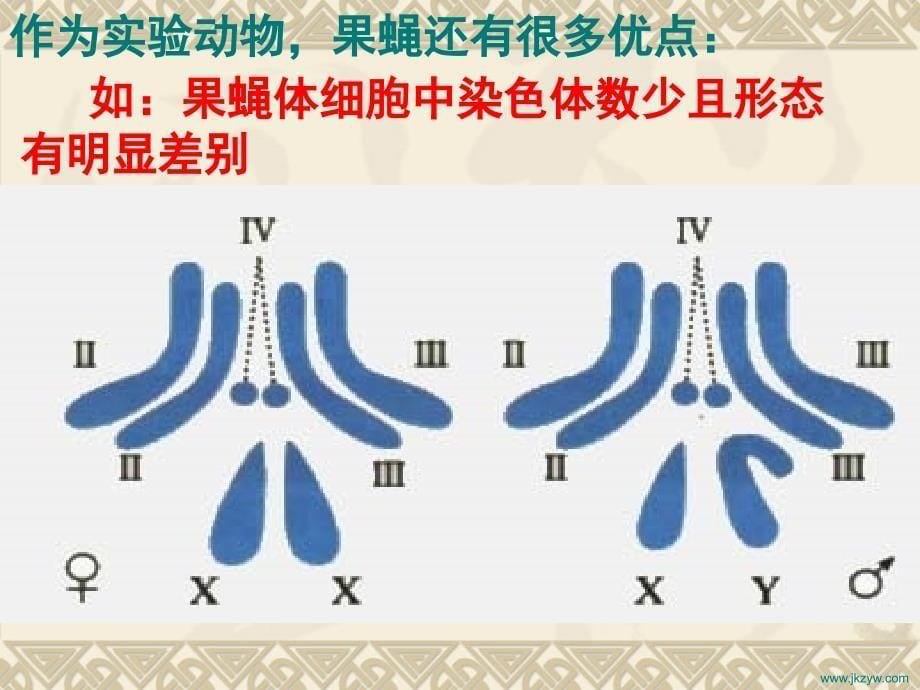 第2章基因和杂色体的关系_第5页