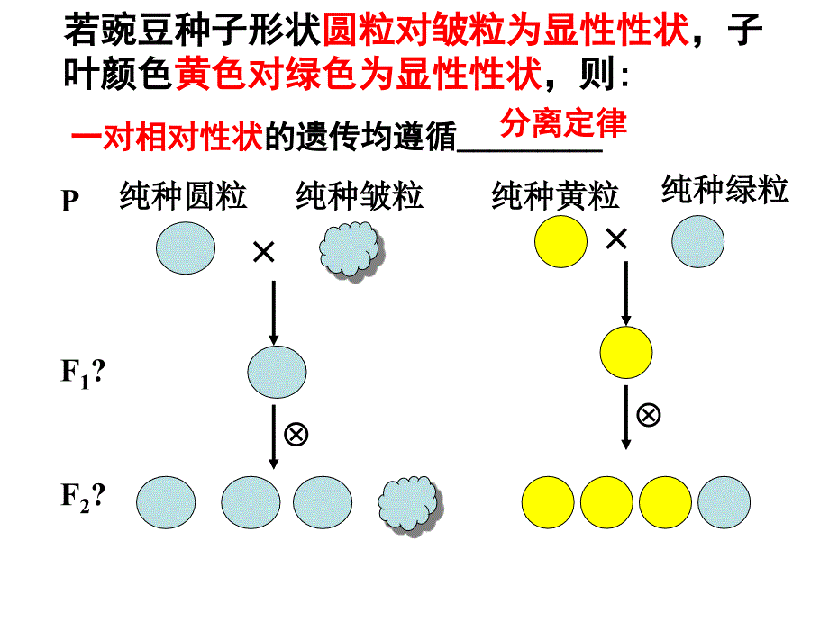 人教版必修二第一章第二节 孟德尔的豌豆杂交实验(二)(共48张ppt)_第3页