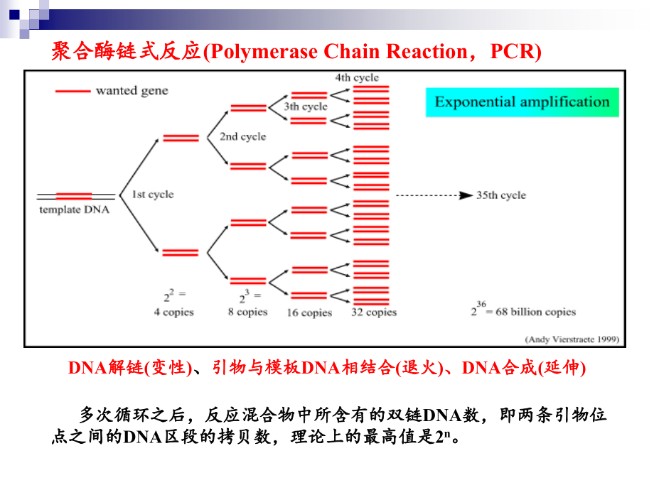 第5章分子生物学研究方法(上)剖析._第3页