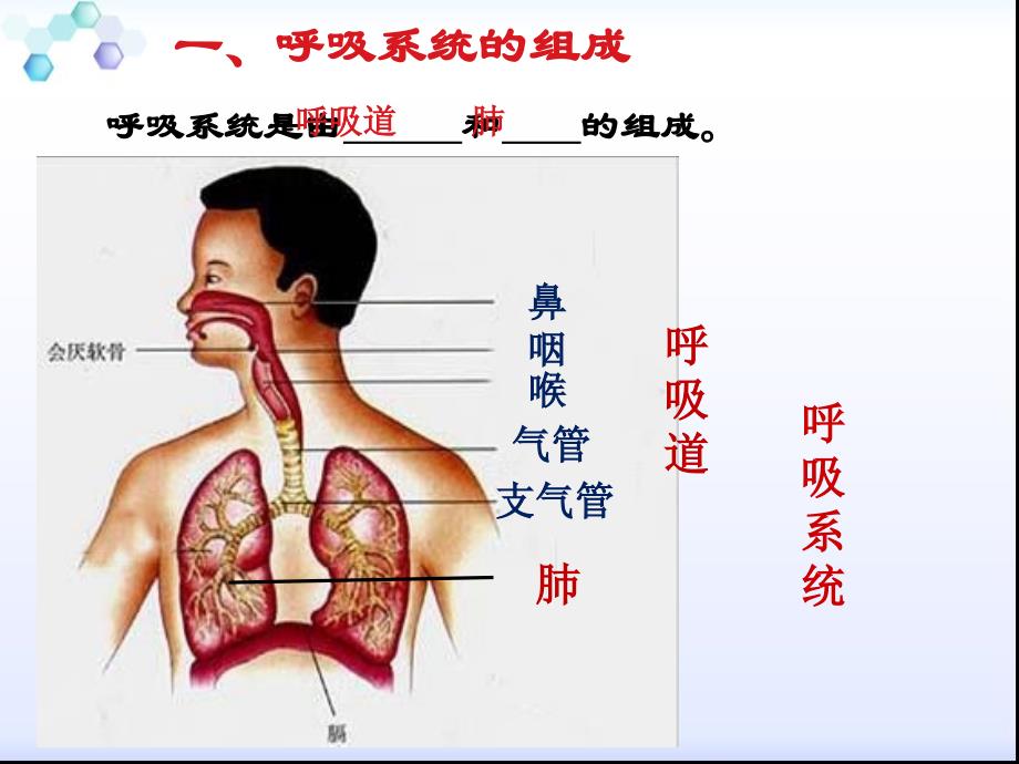 七级生物下册--呼吸道对空气的处理_第2页