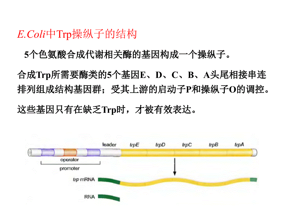 分子生物学—原核表达调控_第4页