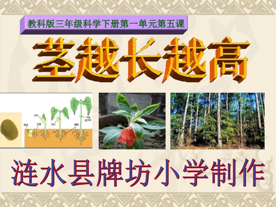 教科版三年级科学下册第一单元第五课-茎越长越高ppt(含课堂作业)_第1页