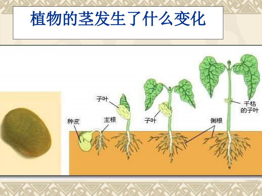 教科版三年级科学下册第一单元第五课-茎越长越高ppt(含课堂作业)_第3页