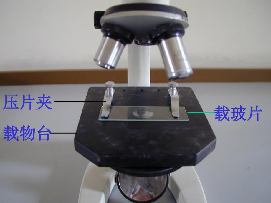 浙教版科学七年级上册细胞(二)显微镜使用_第4页