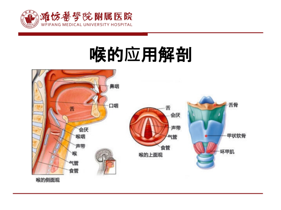 喉解剖和生理_第2页