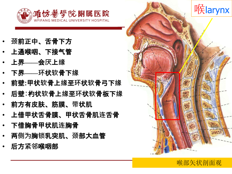 喉解剖和生理_第4页