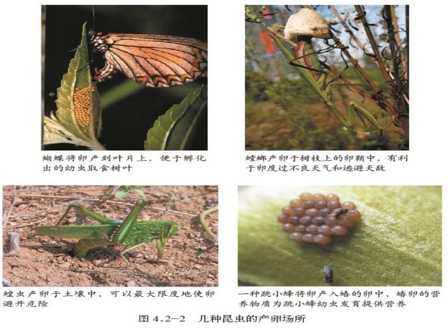 八年级生物上册 第四单元 第二章 第一节 昆虫的生殖和发育课件._第5页