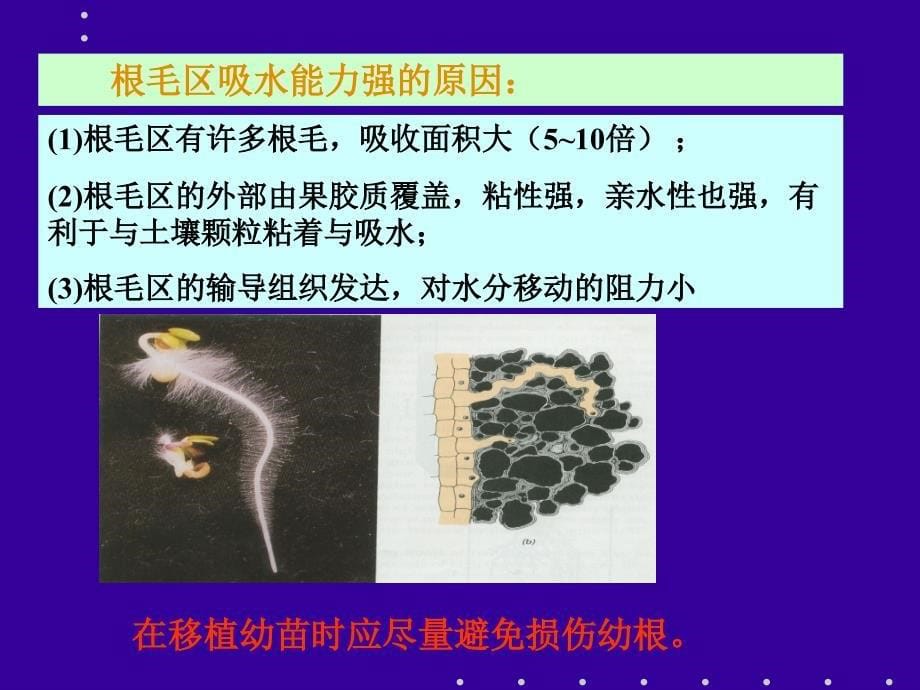 李合生植物生理学水分第三节汇总._第5页