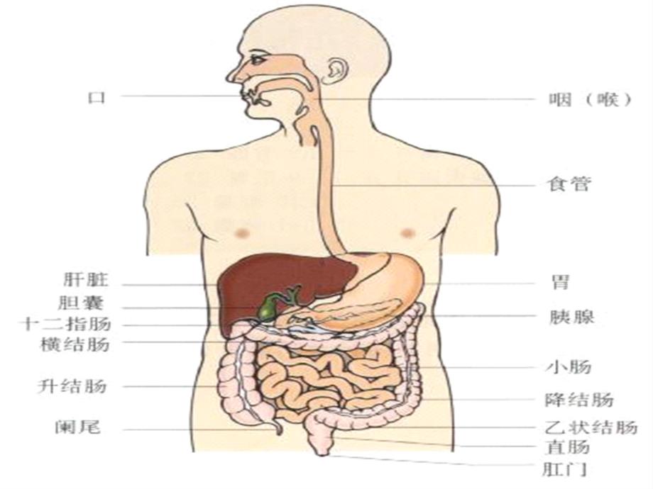 呕血第八版课件_第3页